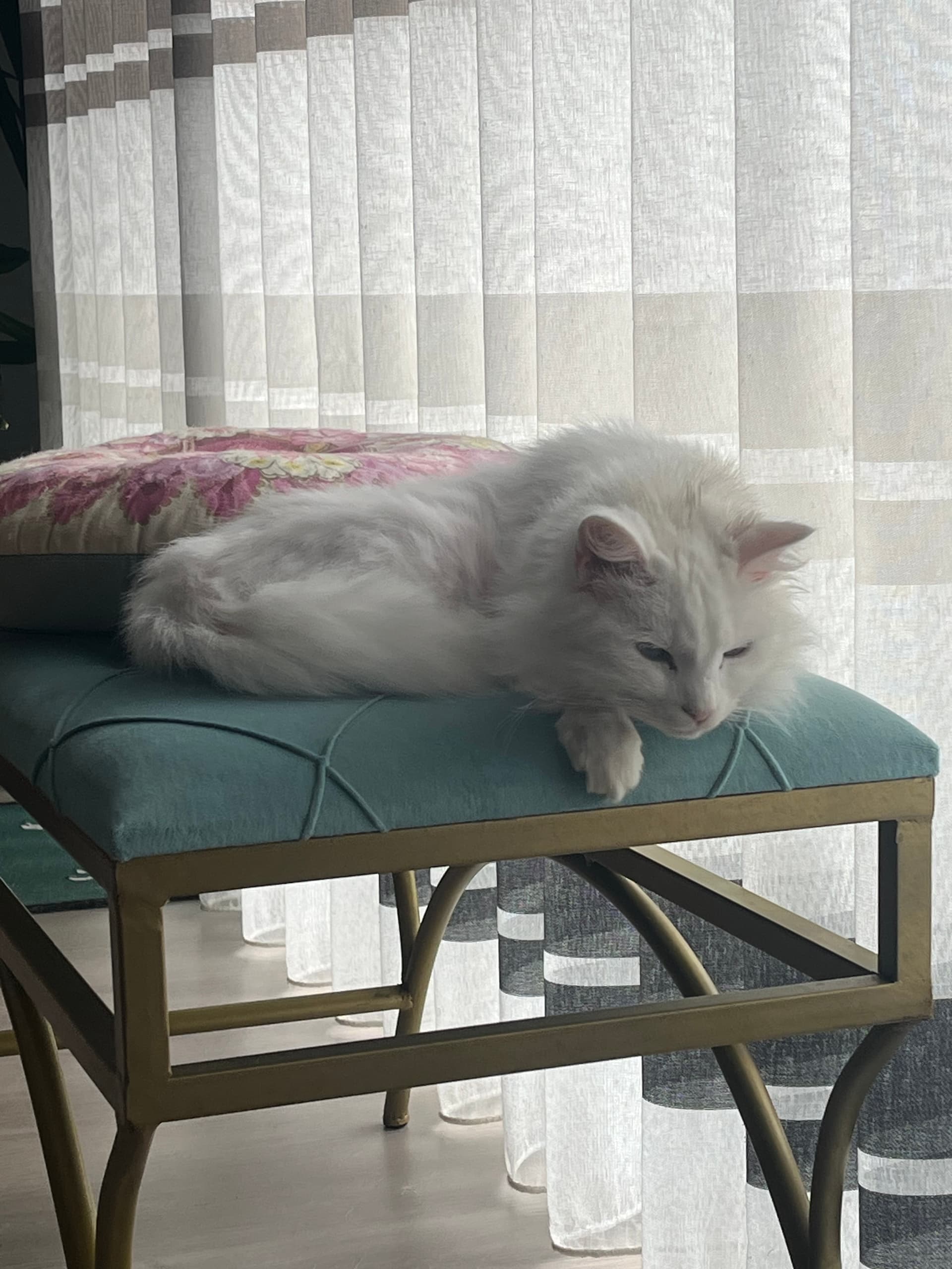 Cuido de Animais com Carinho 🐾 — 4